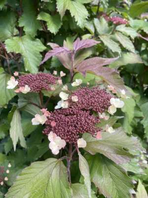 Viburnum sargentii Onondaga April 2024.jpg