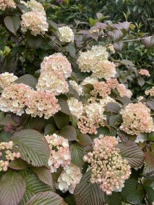 Viburnum plicatum Pink Sensation April 2024.jpg