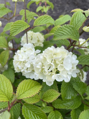 Viburnum plicatum Newport bloei 2024.jpg