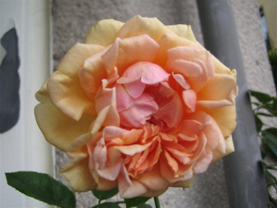 IMG_3335_Small.JPG