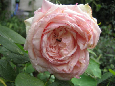 IMG_3327_Small.JPG