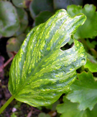 Arisaema_geschecktes_Blatt_4.8.08.jpg
