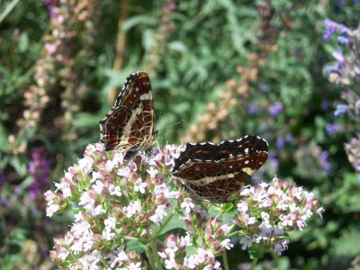 Landkaertchen01_web.jpg