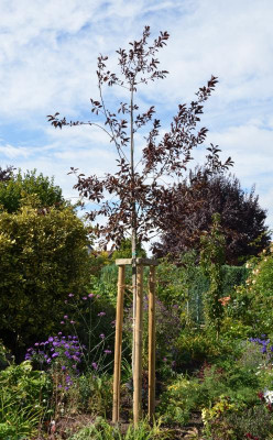 Prunus_virginiana-Shubert.15-18.jpg