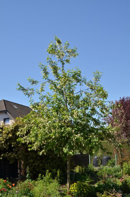 Prunus_virginiana-Shubert.20-2.jpg