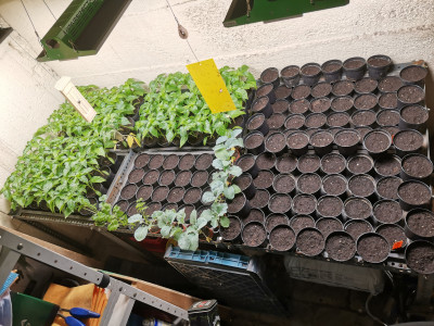Anzuchtecke Paprika Cucurbitae.jpeg