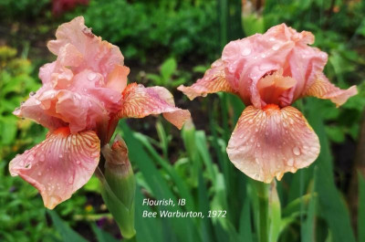 I_Flourish_20240419_152409_B.jpg
