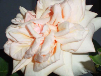 BdOr_08_08_.JPG