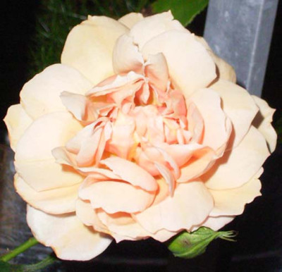 Cafe_08_08_05.JPG