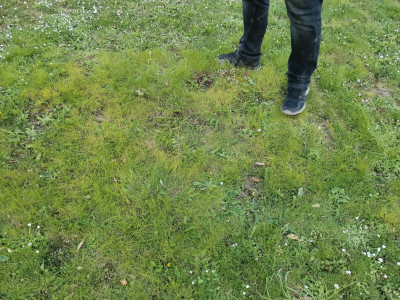 Mäuseschwanz-Federschwingel Bestand.jpeg