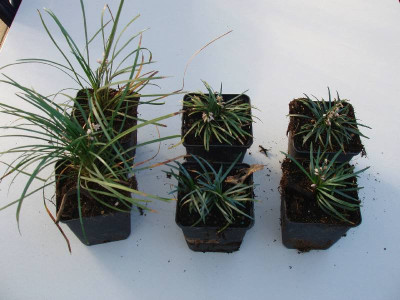 Ophiopogon_ue.jpg