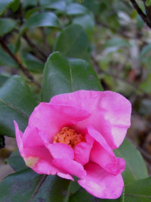 Camelie-rosa.jpg