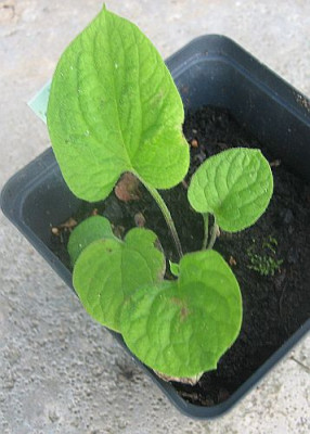 Saruma_henryi_23871.jpg