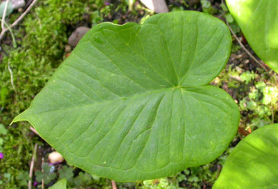 Arisaema_normales_Blatt_4.8.08.jpg