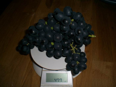 GroenanderungTrauben_im_Wintergarten_vom_04.08.2008_002.jpg