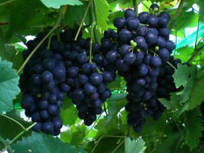 GroenanderungTrauben_im_Wintergarten_vom_04.08.2008_014.jpg