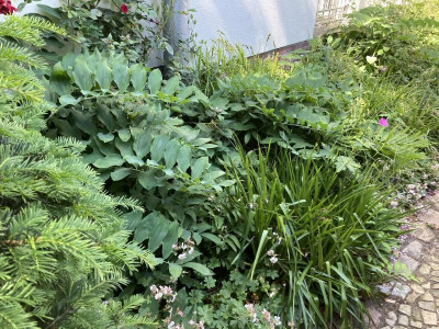 Taxus, Polygonatum, Geranium, Luz. syl (2).JPG