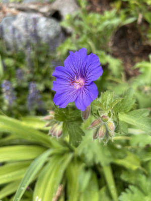 IMG_5069.jpeg