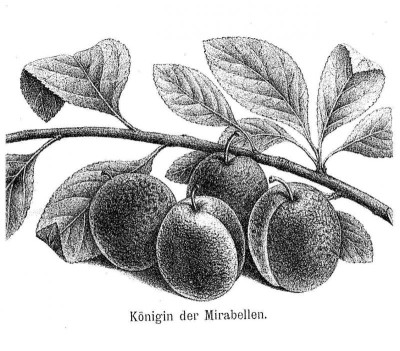 Königin der Mirabellen.jpg