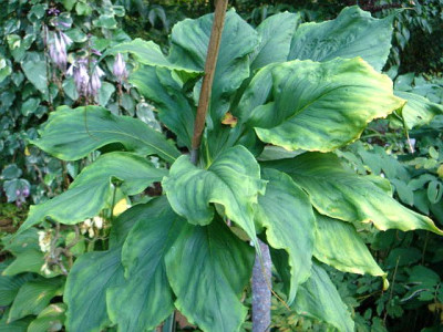 Arisaema_unbek.3.JPG