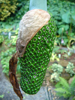 Arisaema_unbek.3_Frucht.JPG