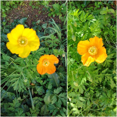 Papaver.jpg