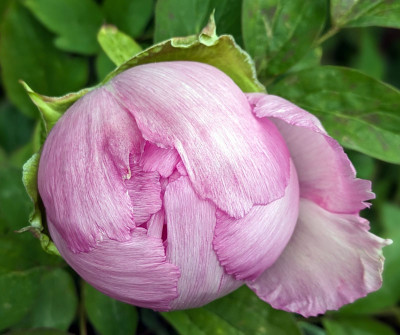 Ebert-Rockii-Hybride.jpg