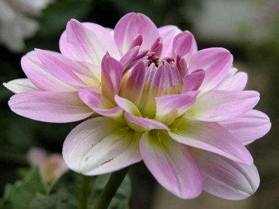 dahlie_twilight_time38119.JPG