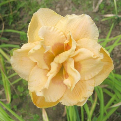 GT07-KR8.3_Roswitha_X_Peggy_J_2.jpg