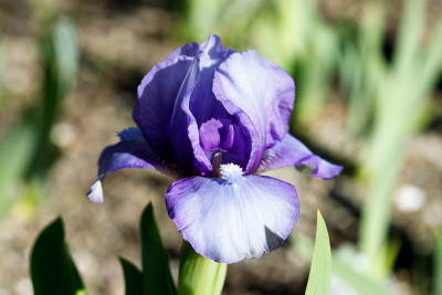 Blend Of Blue # BH.jpg