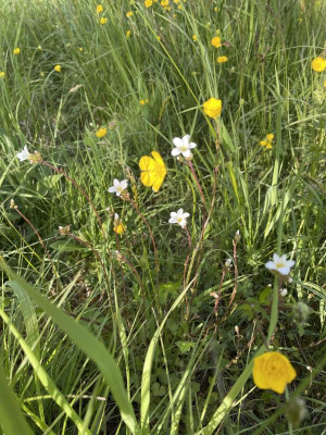 IMG_5343.jpeg