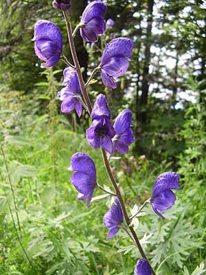 Aconitum_napellus1_030808_klein.jpg