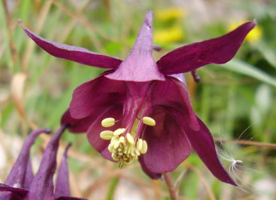 Aquilegia_atrata2_030808_klein.jpg