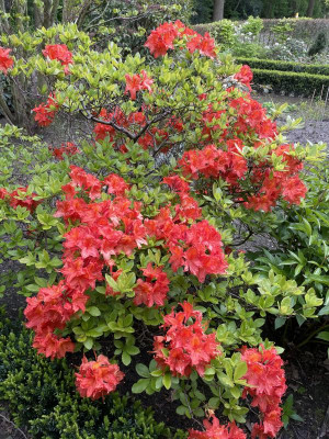 Azalea Blattverlierend April 2024 2.jpg