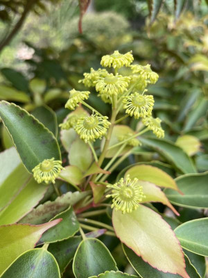 Trochodendron aralioides Blute April 2024.jpg