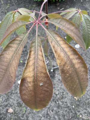 Aesculus wilsonii Frostschaden April 2024.jpg