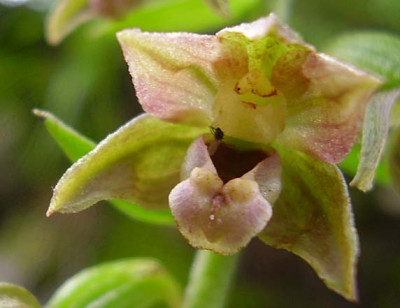 Epipactis_sp_2_030808_klein.jpg