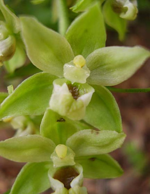 Epipactis_sp_grun1_030808_klein.jpg