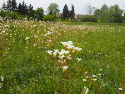 Saxifraga 28.4.24.ue.JPG