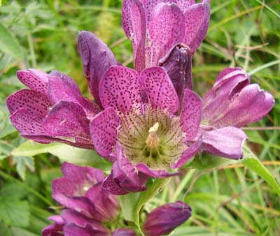 Gentiana_pannonica_030808_klein.jpg