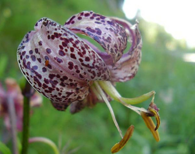 Lilium_Martagon2_030808_klein.jpg