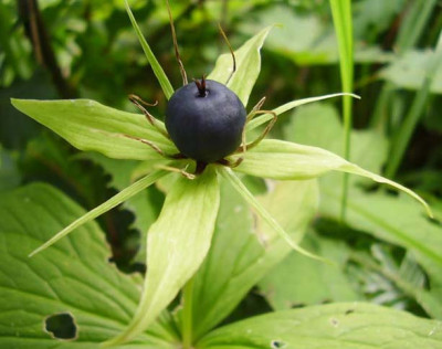 Paris_quadrifolia_030808_klein.jpg