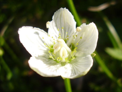 Parnassia_palustris_030808_klein.jpg