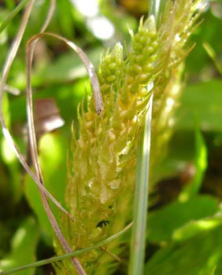 Selaginella_selaginoides2_030808_klein.jpg