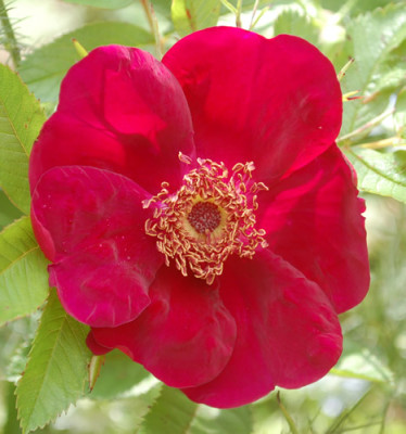 Basyes_Purple_Rose_0010__G_34725.jpg