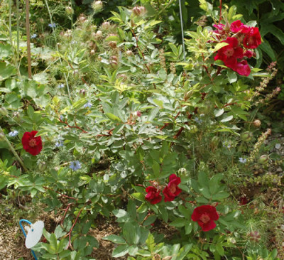 Basyes_Purple_Rose_0010__G_34727.jpg
