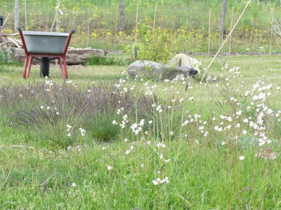 2024-04-28 Garteneinblick 5.jpg
