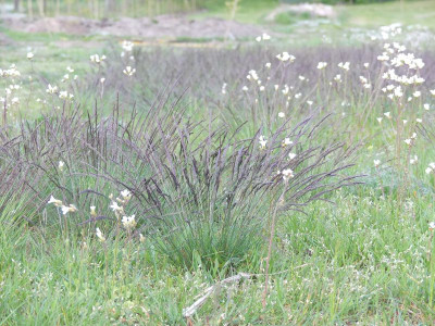 2024-04-28 Garteneinblick 6.jpg