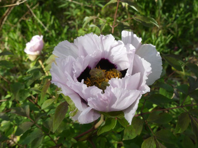 2024-04-28 Paeonia rockii.jpg