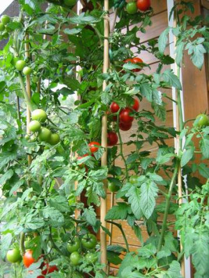 Groenanderung_IMG_2464.JPG